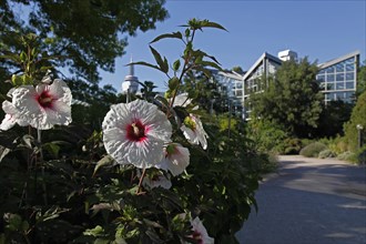 Admired every year: the child's head-sized flowers of the rose of sharon