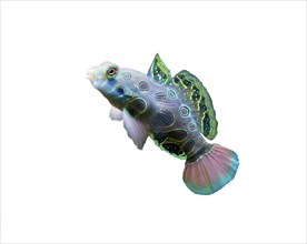 LSD Eggfish