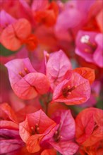 Pink blooming bougainvillea