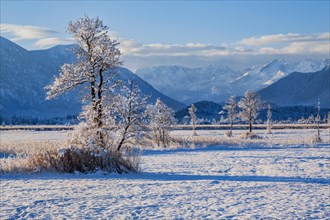 Winter landscape in the Murnauer moss with the Alpspitze 2628m in the Wetterstein Mountains