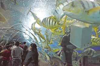 Walking through a fish tank at Underwater World