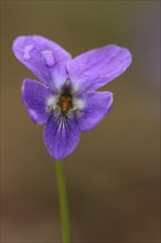 Early-dog violet