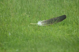 Bird feather of peregrine falcon