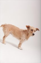 Golden terrier dog standing sideways with a wary expression over a white background