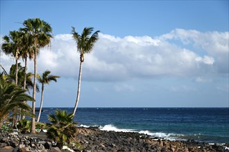 Palm trees on the beach of Puerto del Carmen