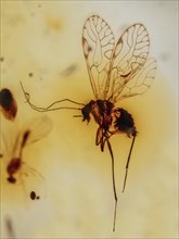 Psocoptera in Amber