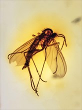 Mosquito Colombian Amber