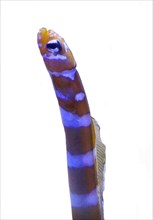 Orange-striped tube eel
