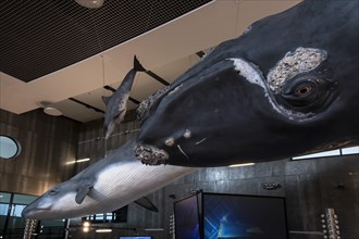 Large hall with whale models