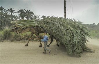 Child driving camel with palm fronds
