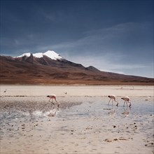 Atacama Desert Bolivia Plateau Flamingo Lagoon Mountains Panorama