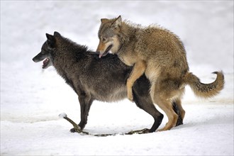 Algonquin wolf