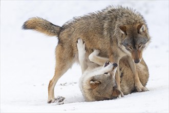 Algonquin wolves