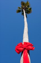 Christmas decoration on palm tree in San Diego