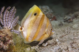 Sixspine butterflyfish