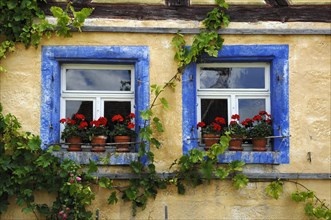 Window with geraniums and blue bordered windows