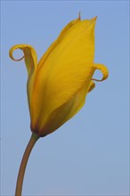 Wild tulip