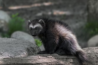 Young wolverine