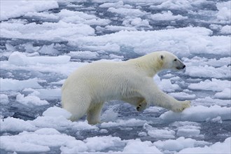 Hunting polar bear