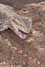 Inland or central bearded dragon