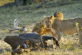2 lionesses feeding on a Cape buffalo carcass. 1 animal is biting off a chunk of meat. 1 lion looks into camera. Bwabwata National Park