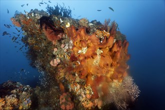 Coral block with sponge