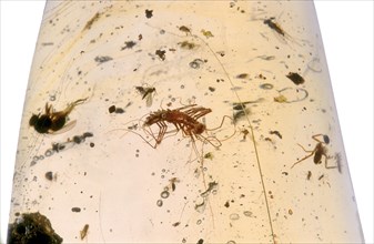 House Centipede in Amber