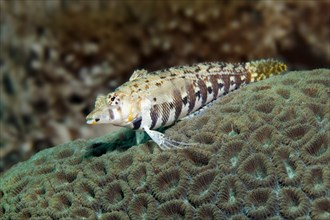 Spotted sand perch