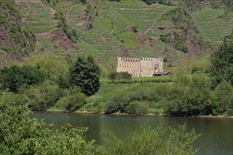 View of the Stuben monastery ruins in the vineyards on the Moselle in Bremm