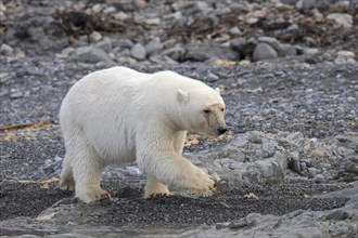 Lone Polar bear