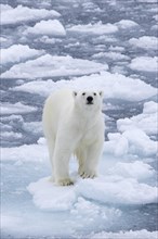 Lone polar bear