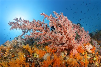 Coral reef in backlight