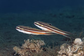 Pair of double-striped sand goby