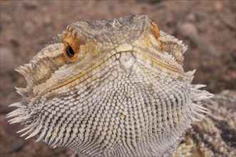 Inland or central bearded dragon