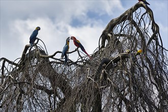 Various parrots sitting on a bare tree