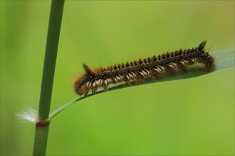 Caterpillar of drinker moth