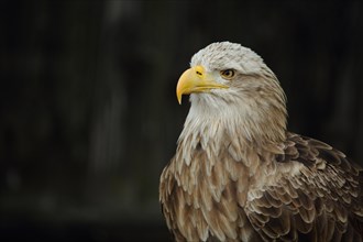 White-tailed eagle