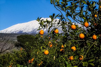 Snow-covered Aetna with orange tree
