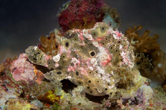 Painted frogfish