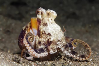 Coconut octopus
