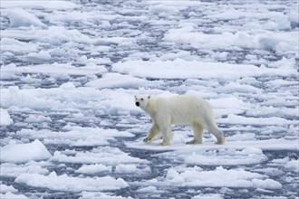 Lone polar bear