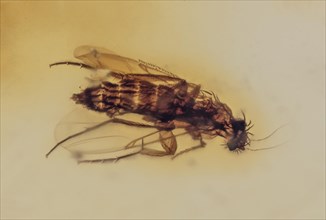 Scuttle Fly in Amber