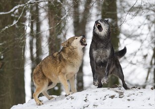 Algonquin wolf