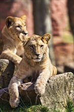 Lion