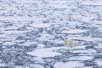 Lone polar bear