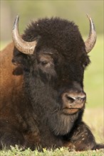 North American plains bison