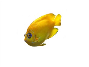 Lemonpeel angelfish