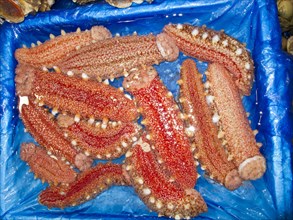 Red sea cucumbers