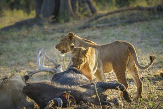 2 lionesses feeding on a Cape buffalo carcass. 1 animal is biting off a chunk of meat. Bwabwata National Park