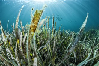 (Posidonia oceanica) seagrass meadow, Costa Brava, Spain, Europe